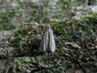 Ephestia woodiella