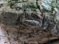 Ephestia woodiella
