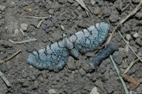 Eupithecia venosata