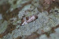 Elaphria venustula