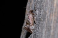 Elaphria venustula