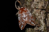 Endromis versicolora