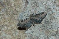 Eupithecia vulgata