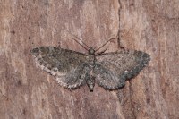 Eupithecia vulgata