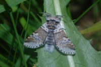 Furcula furcula