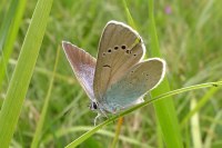 Glaucopsyche alexis