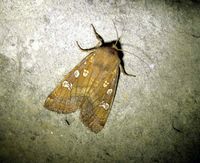 Gortyna borelii