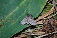 Gluphisia crenata