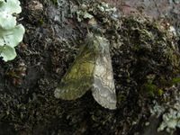 Gluphisia crenata