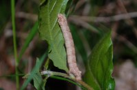 Gnophos furvata