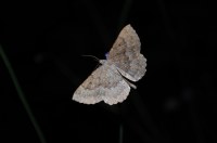 Gnophos furvata
