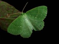 Geometra papilionaria