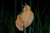 Gastropacha populifolia