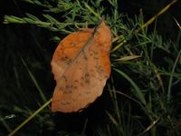 Gastropacha populifolia