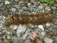 Gastropacha quercifolia