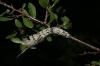 Gastropacha quercifolia