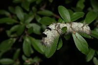 Gastropacha quercifolia