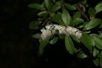 Gastropacha quercifolia