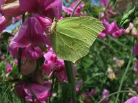 Gonepteryx rhamni