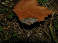 Gymnoscelis rufifasciata