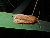 Globia sparganii