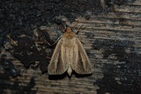 Globia sparganii