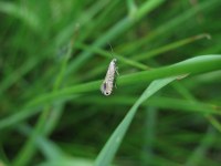 Glyphipterix thrasonella