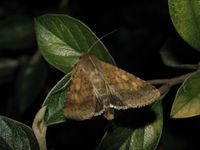 Helicoverpa armigera