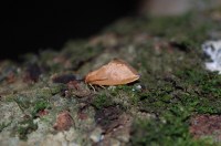 Heterogenea asella