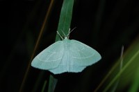 Hemistola chrysoprasaria