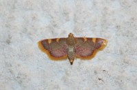 Hypsopygia costalis