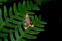Hypsopygia costalis