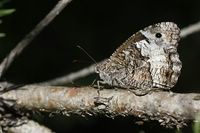 Hipparchia fagi