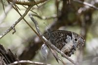 Hipparchia fagi