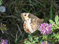 Hipparchia fagi
