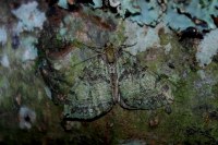 Hydriomena furcata
