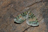 Hydriomena furcata