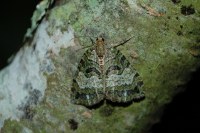Hydriomena furcata