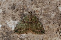 Hydriomena furcata