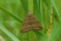 Herminia grisealis