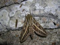 Hyles livornica