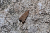 Helcystogramma lutatella