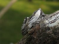 Harpyia milhauseri