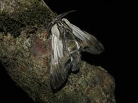 Harpyia milhauseri