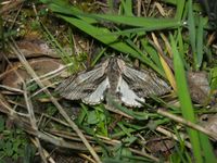 Harpyia milhauseri