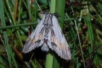 Harpyia milhauseri