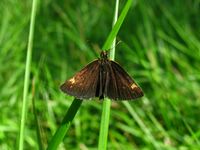 Heteropterus morpheus