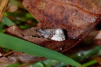 Hedya nubiferana