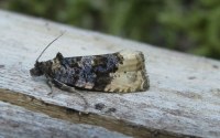 Hedya ochroleucana