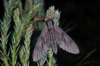Hyloicus pinastri